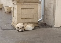 Решение астраханского областного суда об экстраординарной ситуации оставили в силе